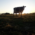 Vache au couché de soleil #ceuxquifontlelait #Bretagne  - Crédit photo _ @MaLuherne56.jpg