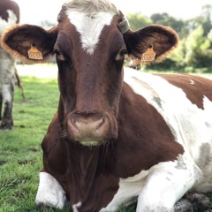 Vache gestante au pré - Crédit photo   @Lorine agri