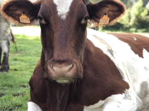 Vache gestante au pré - Crédit photo   @Lorine agri