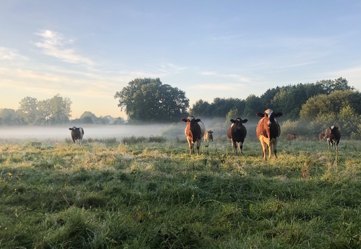 Vaches dans la brume du matin - Crédit photo   @Lorine agri