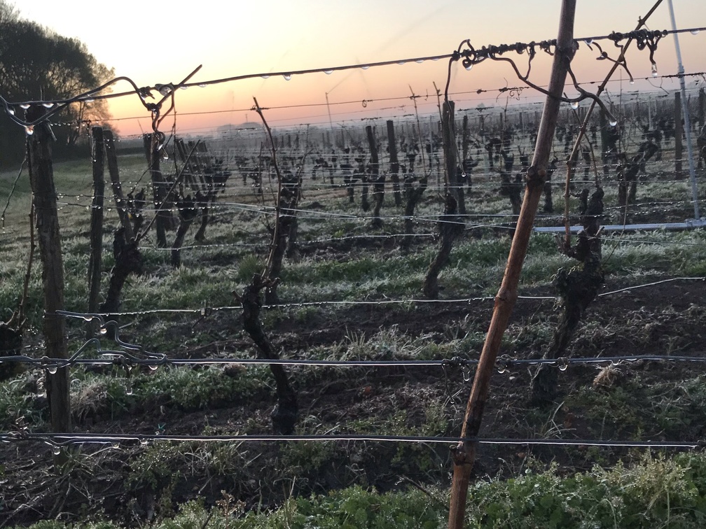 Aspersion sur vigne, viticulture - Crédit photo   Guillaume Delanoue(1)