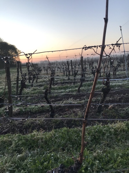 Aspersion sur vigne, viticulture - Crédit photo _ Guillaume Delanoue(1).JPEG