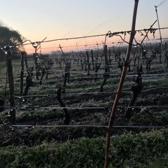 Aspersion sur vigne, viticulture - Crédit photo   Guillaume Delanoue