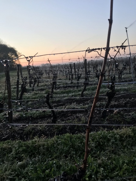 Aspersion sur vigne, viticulture - Crédit photo _ Guillaume Delanoue.JPEG