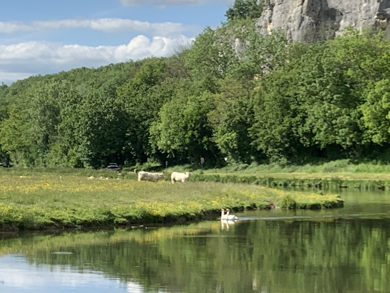 Charolais aux Saussois - Yonne - Crédit photo   @HenriDURNERIN