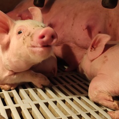 Cochon - porcelets - porcs - Crédit photo   Romain Lamour(2)