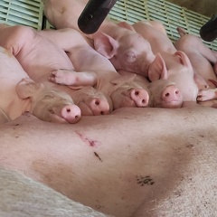 Cochon - porcelets - porcs - Crédit photo   Romain Lamour(4)
