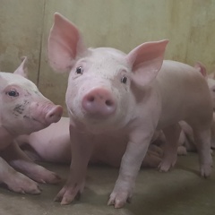 Cochon - porcelets - porcs - Crédit photo   Romain Lamour(8)