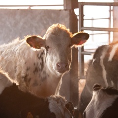 Vaches lait génisses prim holstein 02 - Crédit photo  @agrikol