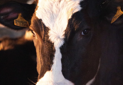 Vaches lait génisses prim holstein 01 - Crédit photo  @agrikol