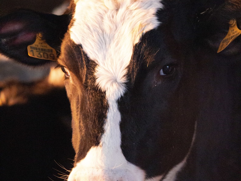 Vaches lait génisses prim holstein 01 - Crédit photo  @agrikol