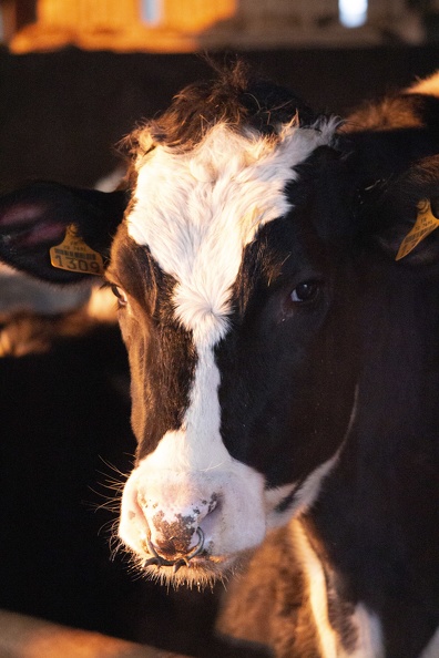 Vaches lait génisses prim_holstein 01 - Crédit photo_ @agrikol.JPG