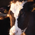 Vaches lait génisses prim_holstein 01 - Crédit photo_ @agrikol.JPG