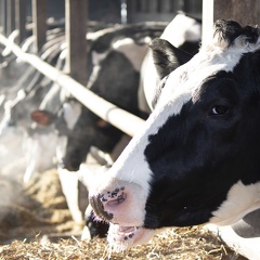 Vaches lait génisses prim holstein 10 - Crédit photo  @agrikol