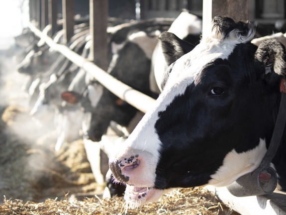 Vaches lait génisses prim holstein 10 - Crédit photo  @agrikol