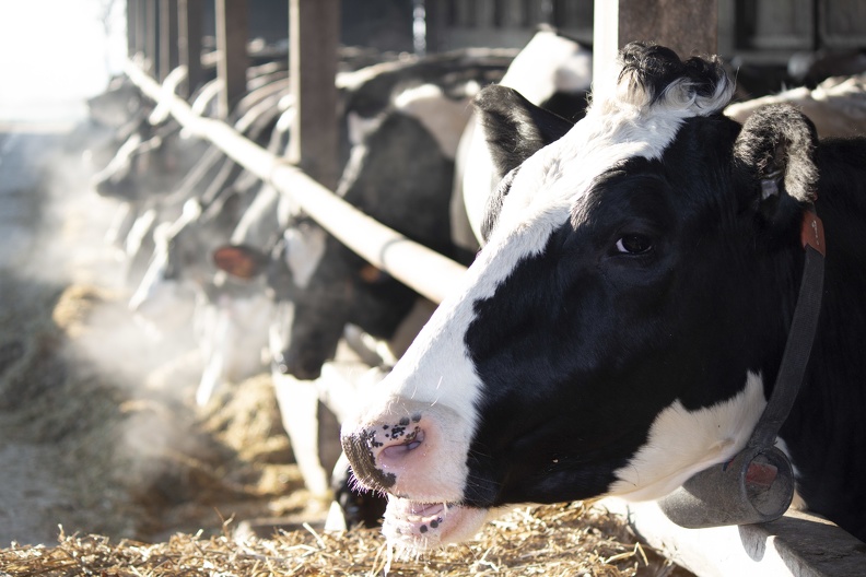 Vaches lait génisses prim_holstein 10 - Crédit photo_ @agrikol.JPG