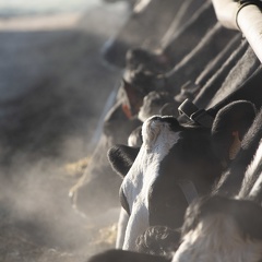 Vaches lait génisses prim holstein 09 - Crédit photo  @agrikol