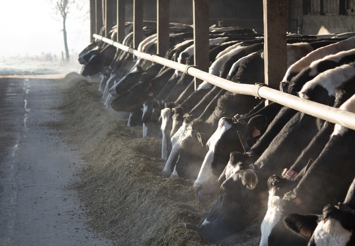Vaches lait génisses prim holstein 05 - Crédit photo  @agrikol