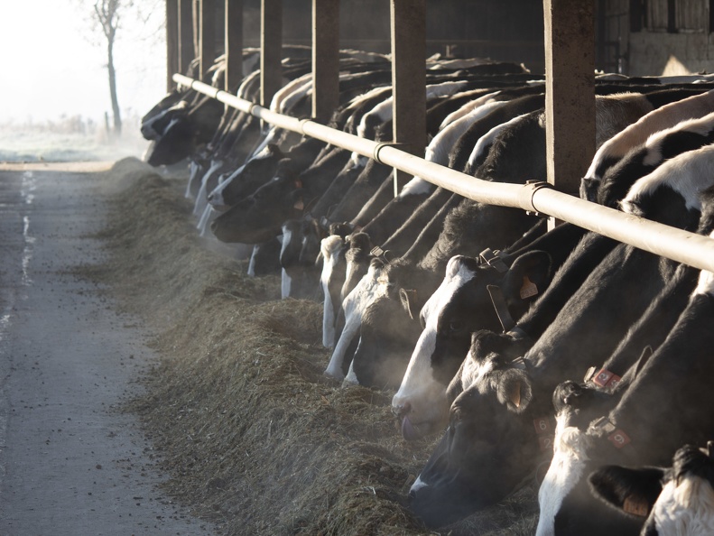 Vaches lait génisses prim holstein 05 - Crédit photo  @agrikol