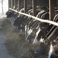Vaches lait génisses prim_holstein 05 - Crédit photo_ @agrikol.JPG