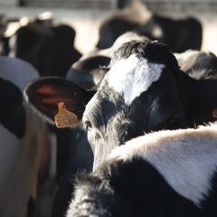 Vaches lait génisses prim holstein 04 - Crédit photo  @agrikol
