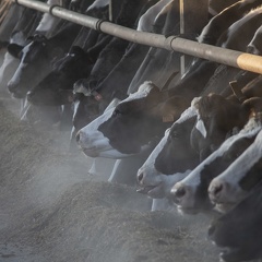Vaches lait génisses prim holstein 07 - Crédit photo  @agrikol