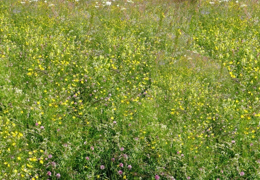 Boyeux-Prairie-fleurs-fond - Crédit photo   AFPF (Association Francophone Prairies et les Fourrages)