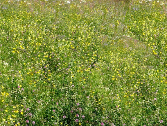 Boyeux-Prairie-fleurs-fond - Crédit photo   AFPF (Association Francophone Prairies et les Fourrages)
