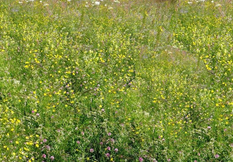 Boyeux-Prairie-fleurs-fond - Crédit photo _ AFPF (Association Francophone Prairies et les Fourrages).jpg