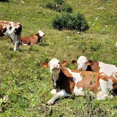 Montbéliarde Vache Montagne - Crédit photo   Anthony MERCIER