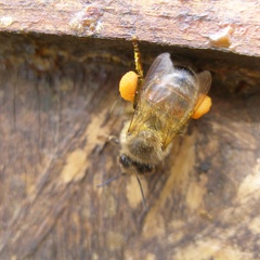abeille et pollen - @Leblo6Sandrine