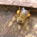 abeille et pollen - @Leblo6Sandrine.jpg