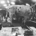 Opération caillette vache vétérinaire - @DrToudou
