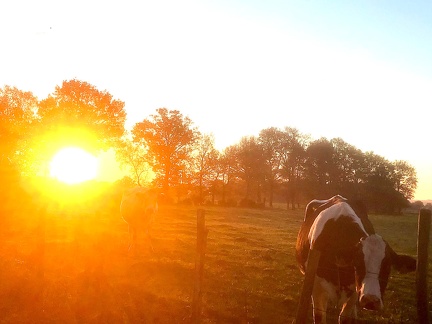 vache lever de soleil 2 - @DrToudou