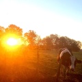 vache lever de soleil 2 - @DrToudou.jpg