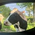 Vache voiture - @DrToudou