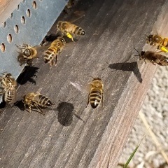 ruche entree abeilles - @Leblo6Sandrine