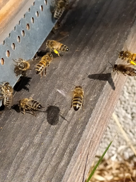 ruche entree abeilles - @Leblo6Sandrine.jpg