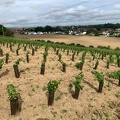 #21091402 - Hauts de France, PLANTATION, vigne - crédit @BruCardot-FranceAgriTwittos.jpg