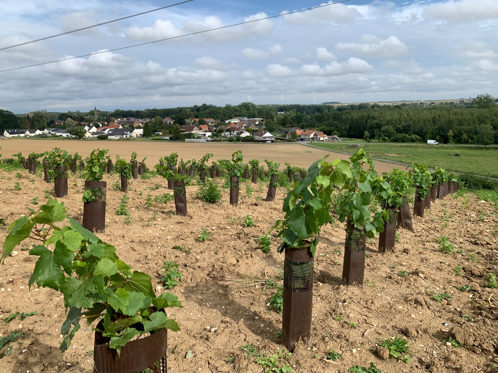 Vignes Hauts-de-France année 1