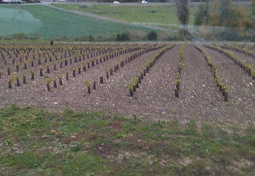 Vignes Hauts-de-France année 1