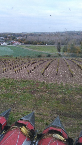 #22022102 - Hauts de France, PLANTATION, vigne - crédit @BruCardot-FranceAgriTwittos.jpg
