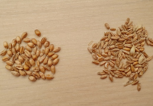 grains de blé de qualité vs grains mauvaise qualité - défaut de remplissage