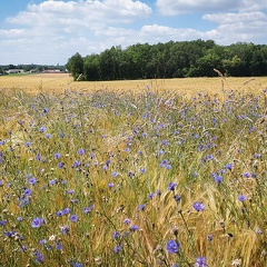 Fleur des champs dans champ de blé.  Salissement des bordures