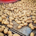 Arrachage de pommes de terre