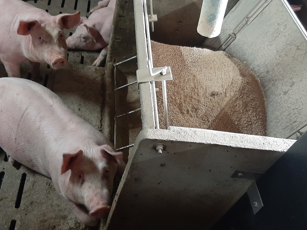 Alimentation des porcs en engraissement - crédit Adrien Montefusco-FranceAgriTwittos