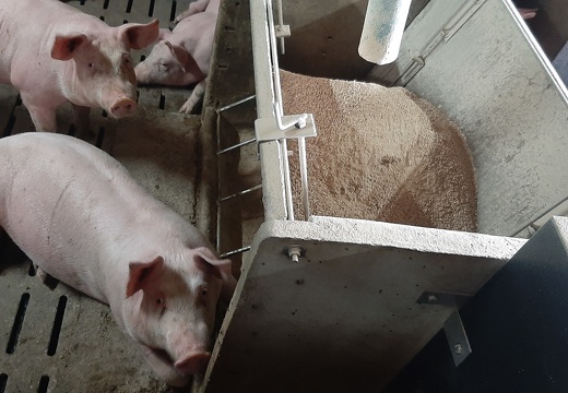 Alimentation des porcs en engraissement - crédit Adrien Montefusco-FranceAgriTwittos