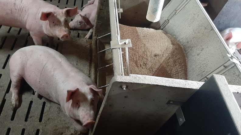 Alimentation des porcs en engraissement - crédit Adrien Montefusco-FranceAgriTwittos.jpg