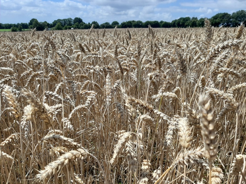 champ de blé mûr
