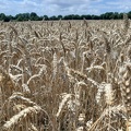 champ de blé mûr.jpg
